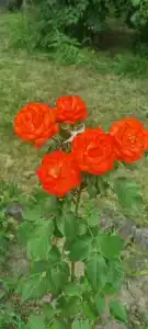 13 кордон - 94