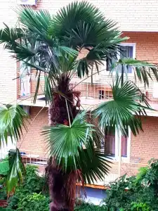 Ростовчанка - 33