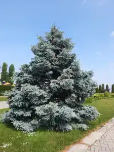 Балтийские пески - 26
