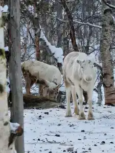 Олений Двор - 0