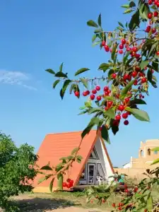 Сабай - 1