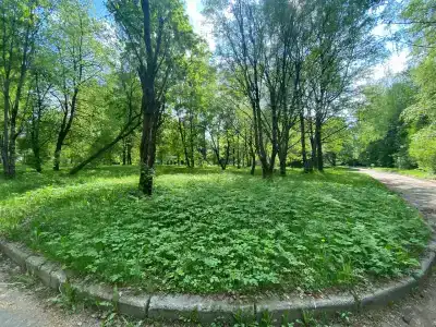 Березки - 13