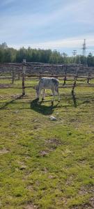 Мурманская страусиная ферма - 76