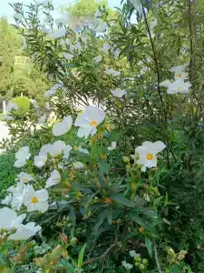 Пограничник - 39