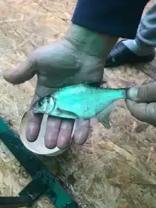 Глэмпинг  Прованс - 48