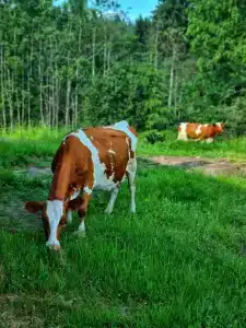 Вечера на Хуторе - 54