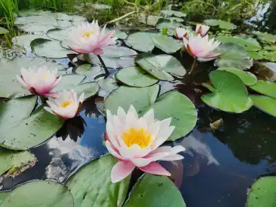 Березинская Дубрава - 34