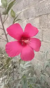 Гостиный двор у Захара - 11