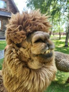 Пронино - 38