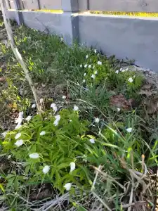 Снетковское Озеро - 62