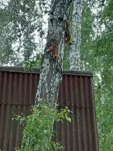 Лукоморье - 42