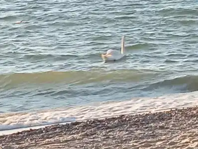 Гостевой дом Элиза Заркау - 90