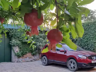 Гостевой Дом у Сабишки - 4