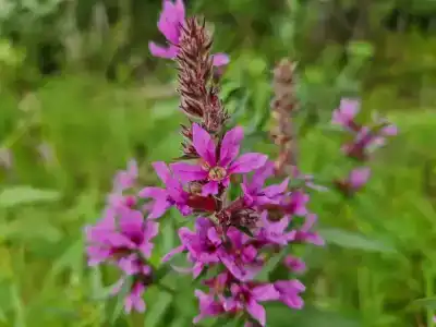 Лесная Купель - 33