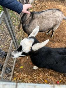 Эко Суздаль Inn - 41