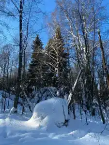 Приозерная - 31