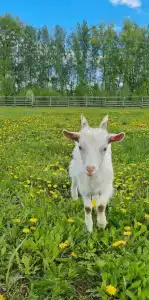 Мультиферма - 48