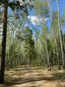 ForestHouse Лесной домик - 19