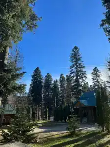 Лесной дом - 63
