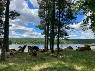 Микли-Ольгино - 95