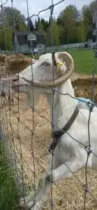 Александровский спас - 46