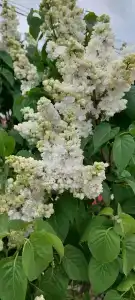 Янтарное - 53