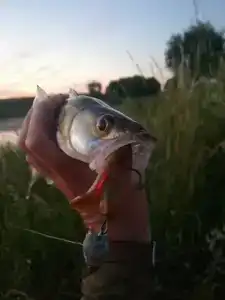 На Вазузу - 53