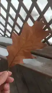 База Путеец - 70