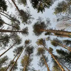 СмородинаХаус - 90