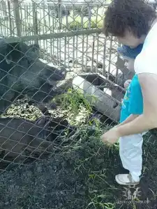 Слуцкий страус - 6