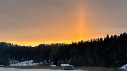 Ladoga Seal - 45