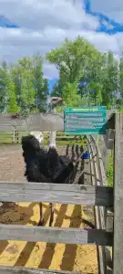 Мультиферма - 96