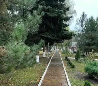 Березка - 26
