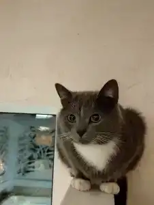 Три кота - 80