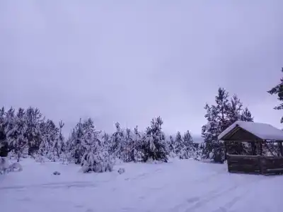 Лес Вокруг - 46