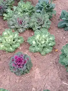 Русская пирамида - 13