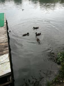 Монахов пруд - 69