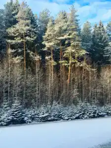 Пушкиногорье - 18