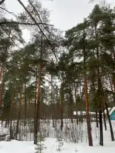 Улыбышево - 81