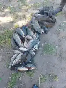Флотраскат - 40
