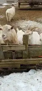 База отдыха Некрасовские Дачи - 54