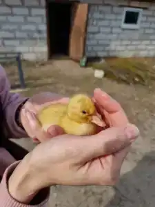 Австралийский хутор - 32