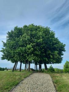 Курортный отель Вилла Плёс - 20