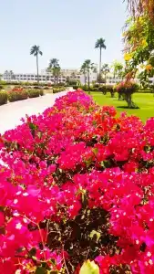 Baron Resort Sharm El Sheikh - 23