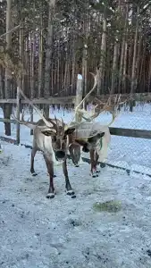 Купец - 33
