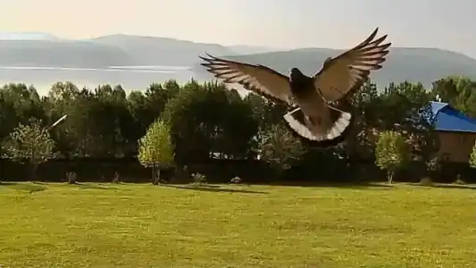 Заимка у Григорича - 5