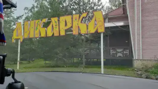 Дикарка - 49