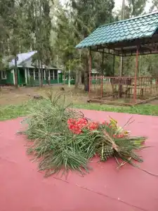 Сосновый берег - 29