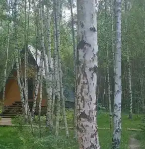 Треугольный домик в лесу с горячей купелью - 9