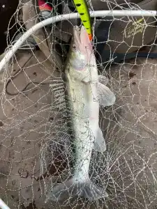 Соколино - 54